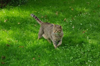 Kater Tiger entlaufen in Röttenbach