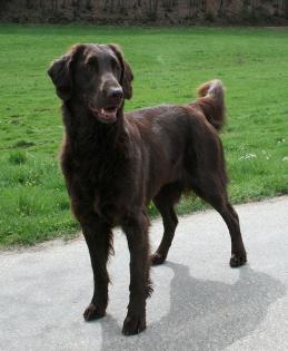 Flatcoated Retriever- Welpen