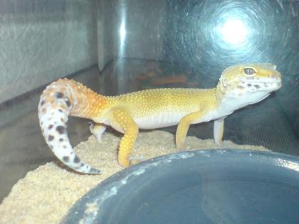 Super Hypo Tangerine Leopardgecko