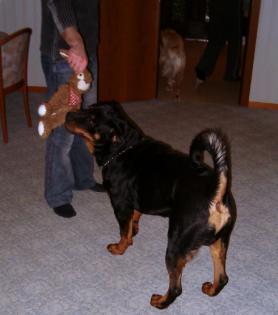 Reinrassiger Rottweiler Rüde