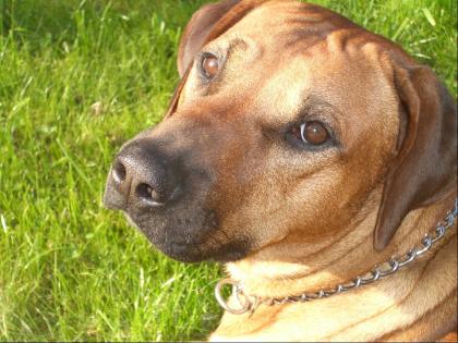 Deckrüde-Rhodesian Ridgeback