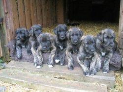 Brettenhall s Irish Wolfhound