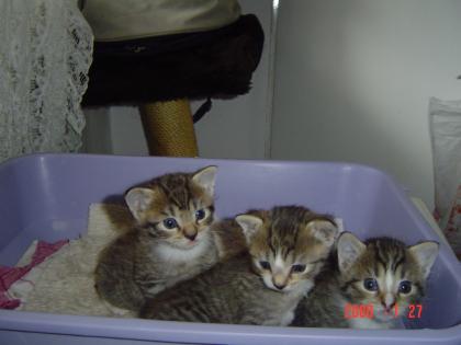 Katzenbabys Maine-Conn Mix je 100Euro