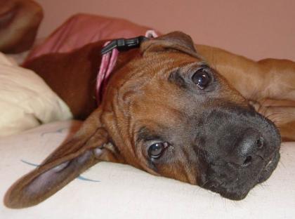 RHODESIAN RIDGEBACK