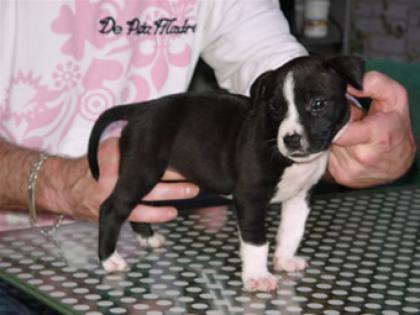 Ich Suche Schon Lange einen Reinrassigen American Staffordshire Amstaff Welpen a