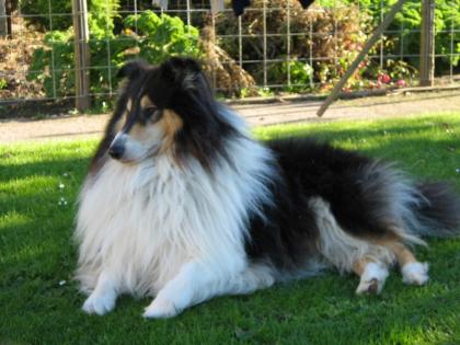 Tricolor Collierüde sucht Colliehündin, zwecks deckung