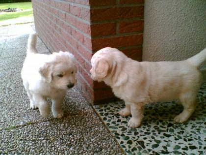 Golden Retriever Welpen