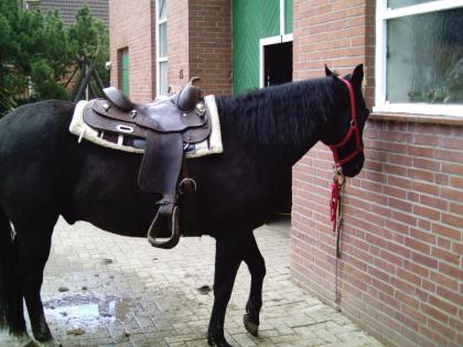 Quarterhorse zu verkaufen