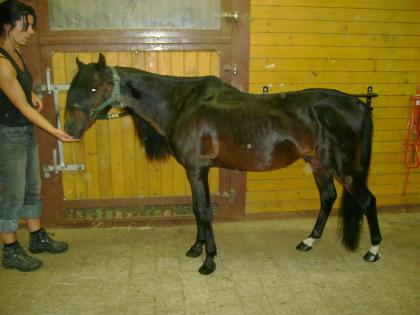 Biete Reitbeteiligung an Welshponyhengst