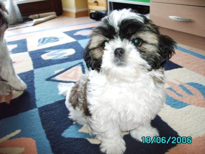 Shih-Tzu Welpe aus Hobbyzucht