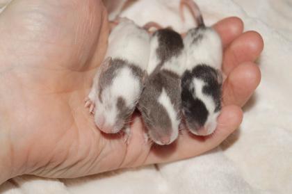 Einzigartiger Ratten Nachwuchs