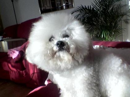 Bichon Fris Deckrüde