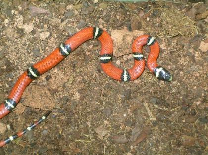 Königsnatter sinaloe abzugeben