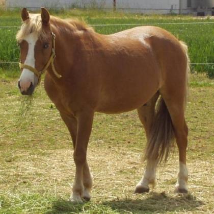 Bildschöner Palomino Wallach mit blauen Augen Hatali