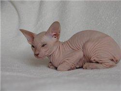 PETERBALD sphynx kittens