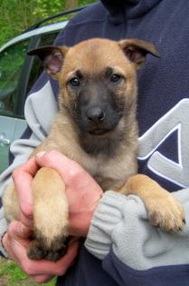 Malinois-Welpen