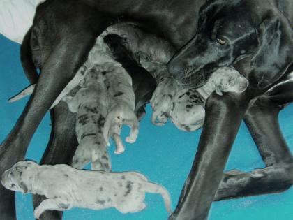 Absolute liebe Familienhundewelpen zu verkaufen