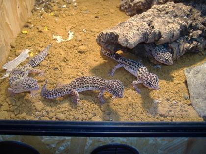 4 Leopardgeckos mit Terrarium