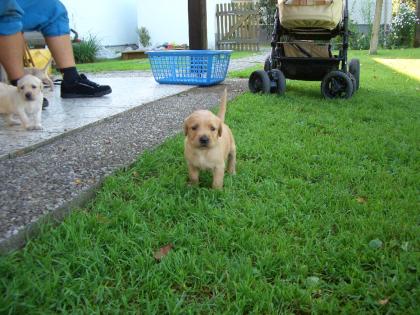 Labrador Retriver Welpen