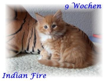 Süße Maine Coon Kitten / I - Wurf of Magic Palace