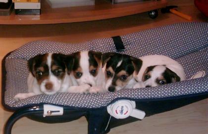 Wir erwarten Ende November 2021 Parson Jack Russel Welpen - Familienzucht