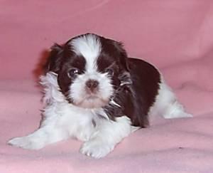 Shih Tzu Welpen