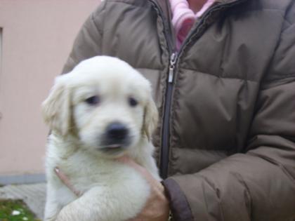 Golden Retriever Babys