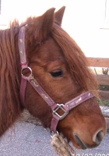 1 Haflinger und 1 Island Mix Ponywallach zvk.