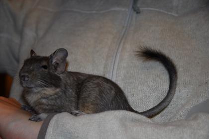 Ein Degu-Weibchen in liebevolle Hände abzugeben