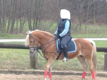 BIN EIN SUPER ALROUND HAFLINGER