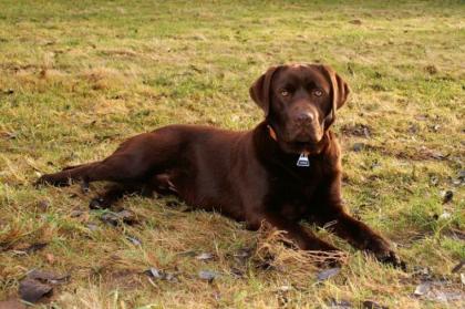 Labrador vom züchter