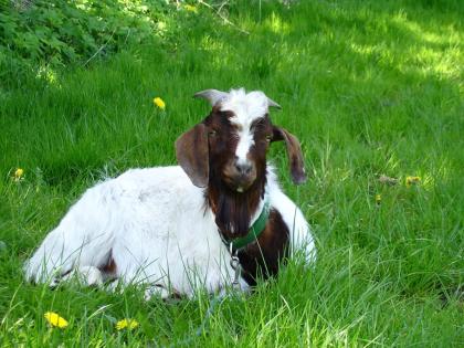 3 Jahre alter Ziegenbock sucht dringend ein nettes Zuhause