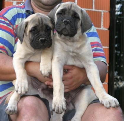 Bullmastiff puppies