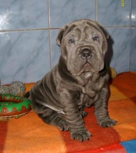 BLAU männlich Shar-Pei Welpen zu verkaufen