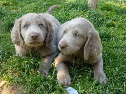 Reinrassige Weimaranerwelpen langhaar