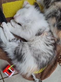 Maincoon Kitten reinrassig