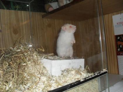 2 Teddyhamster suchen ein neues zu Hause