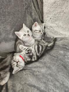 BKH Silver Tabby Kitten Reinrassig