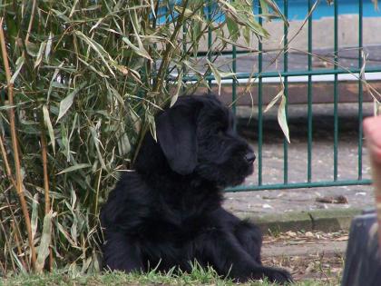 Riesenschnauzer Welpen von der Maiburg