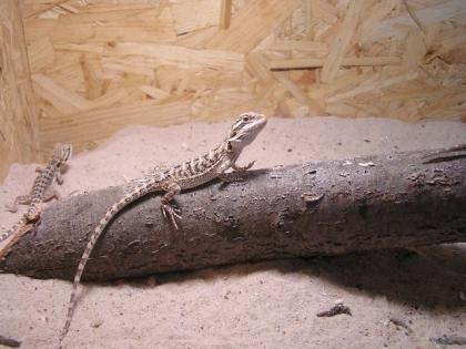 Bartagamen Pogona Vitticeps abzugeben