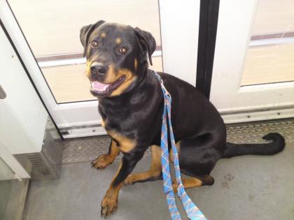 Rottweilerdame sucht neues Zuhause