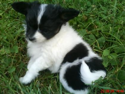 Tricolor Papillon Mädchen