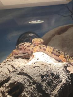 Leopardengeckos inkl. Terrarium Inhalt