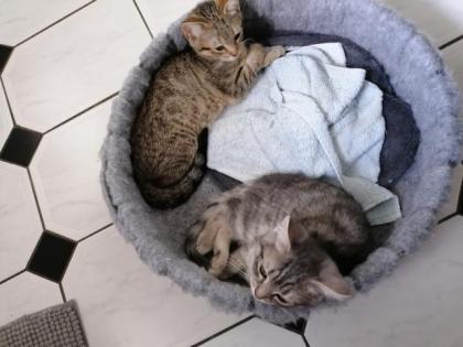 12 Wochen alt, 2 süße kleine Katzenbabys