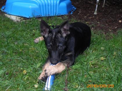 Deutsche Schäferhund welpen mit papieren zu Verkaufen.