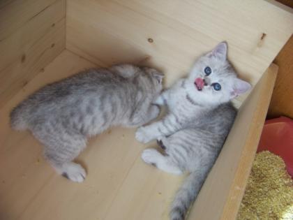 Silver Tabby Kitten