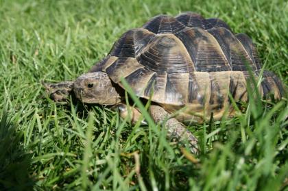 Maurische Landschildkröte