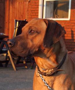 Rhodesian Ridgeback Deckrüde