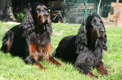 Gordon Setter Welpen VDH vom Züchter