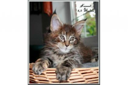 Typvolle Maine Coon Kitten